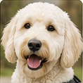 Buck, white Goldendoodle